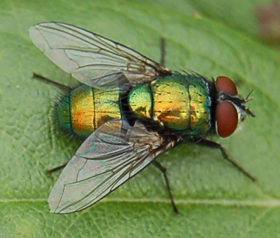 fly à proximité autour de moi