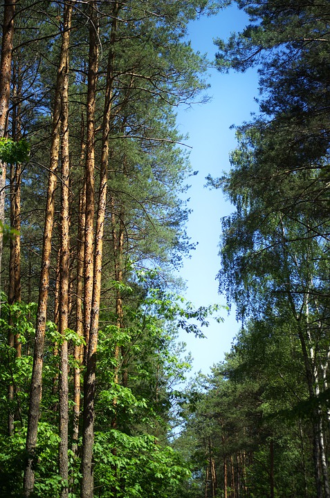 foret à proximité autour de moi