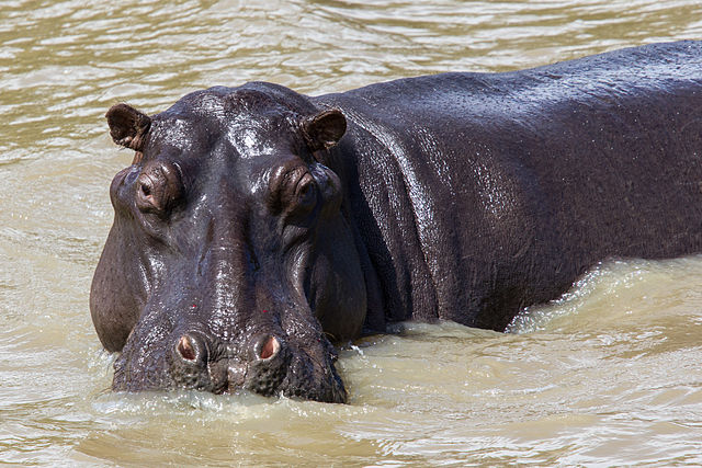 hippopotamus à proximité autour de moi