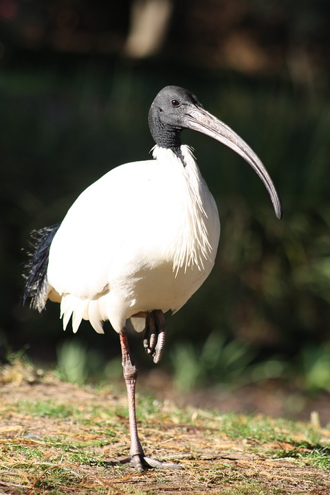 ibis à proximité autour de moi