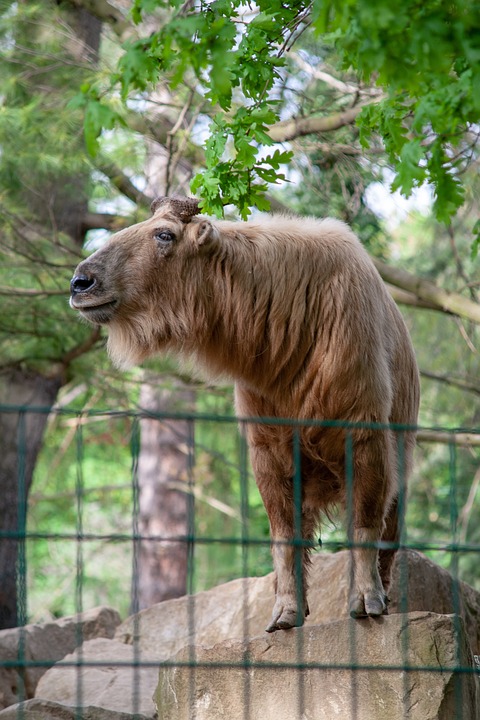 zoo à proximité autour de moi